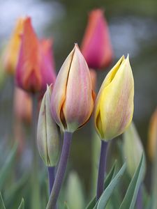 Preview wallpaper tulips, buds, leaves, flowers, plants, blur