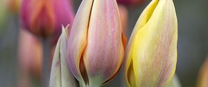 Preview wallpaper tulips, buds, leaves, flowers, plants, blur