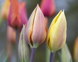 Preview wallpaper tulips, buds, leaves, flowers, plants, blur