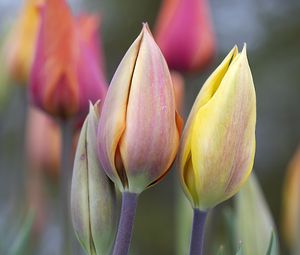 Preview wallpaper tulips, buds, leaves, flowers, plants, blur