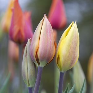 Preview wallpaper tulips, buds, leaves, flowers, plants, blur