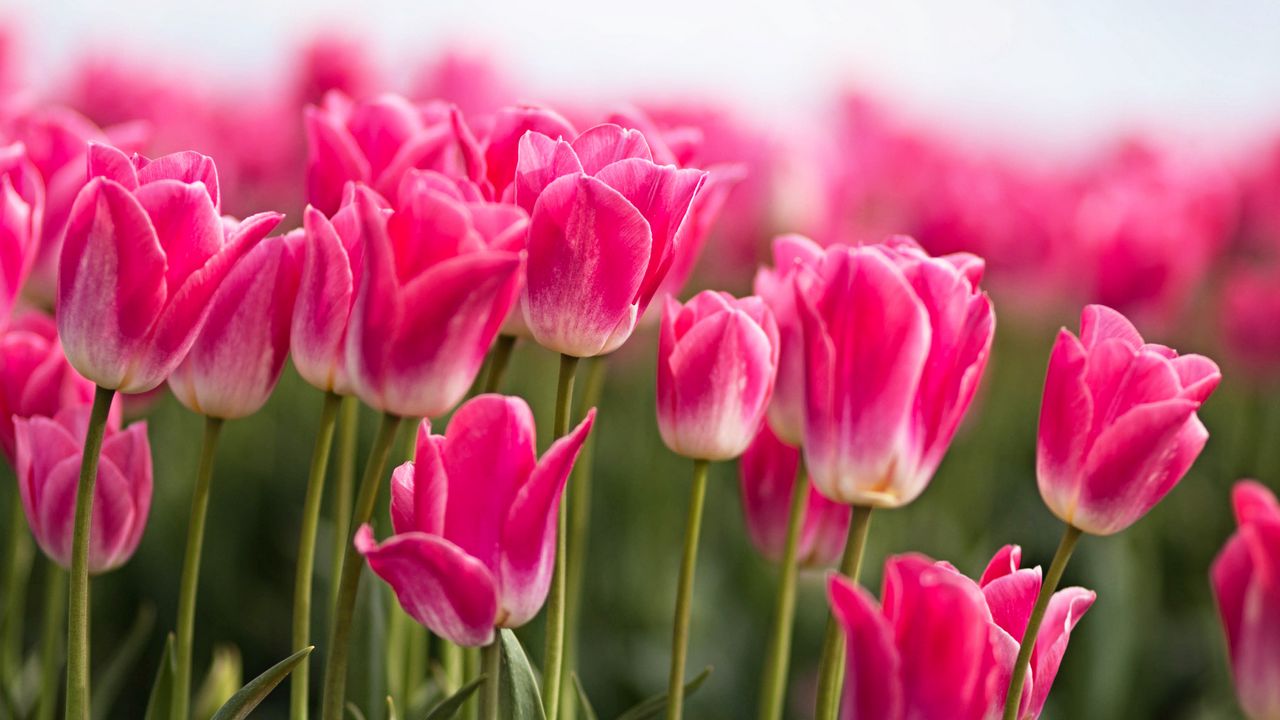 Wallpaper tulips, buds, leaves, spring, flowers, pink