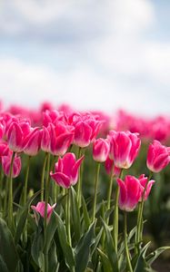 Preview wallpaper tulips, buds, leaves, spring, flowers, pink