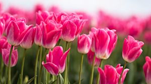 Preview wallpaper tulips, buds, leaves, spring, flowers, pink