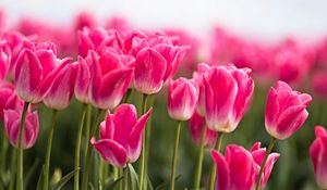 Preview wallpaper tulips, buds, leaves, spring, flowers, pink