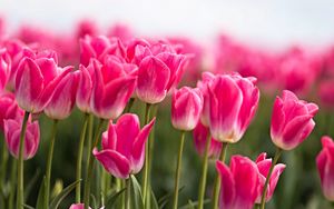 Preview wallpaper tulips, buds, leaves, spring, flowers, pink