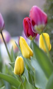 Preview wallpaper tulips, buds, leaves, flowers, blur