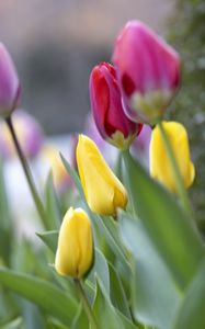 Preview wallpaper tulips, buds, leaves, flowers, blur