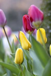 Preview wallpaper tulips, buds, leaves, flowers, blur