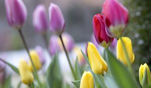 Preview wallpaper tulips, buds, leaves, flowers, blur