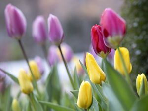 Preview wallpaper tulips, buds, leaves, flowers, blur