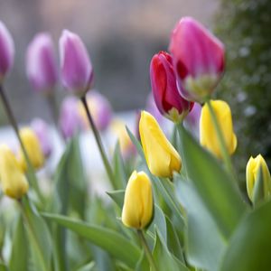 Preview wallpaper tulips, buds, leaves, flowers, blur