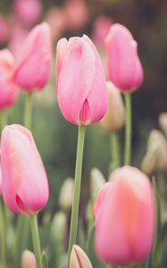 Preview wallpaper tulips, buds, petals, flowers, pink