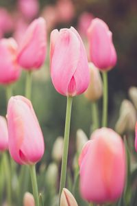 Preview wallpaper tulips, buds, petals, flowers, pink