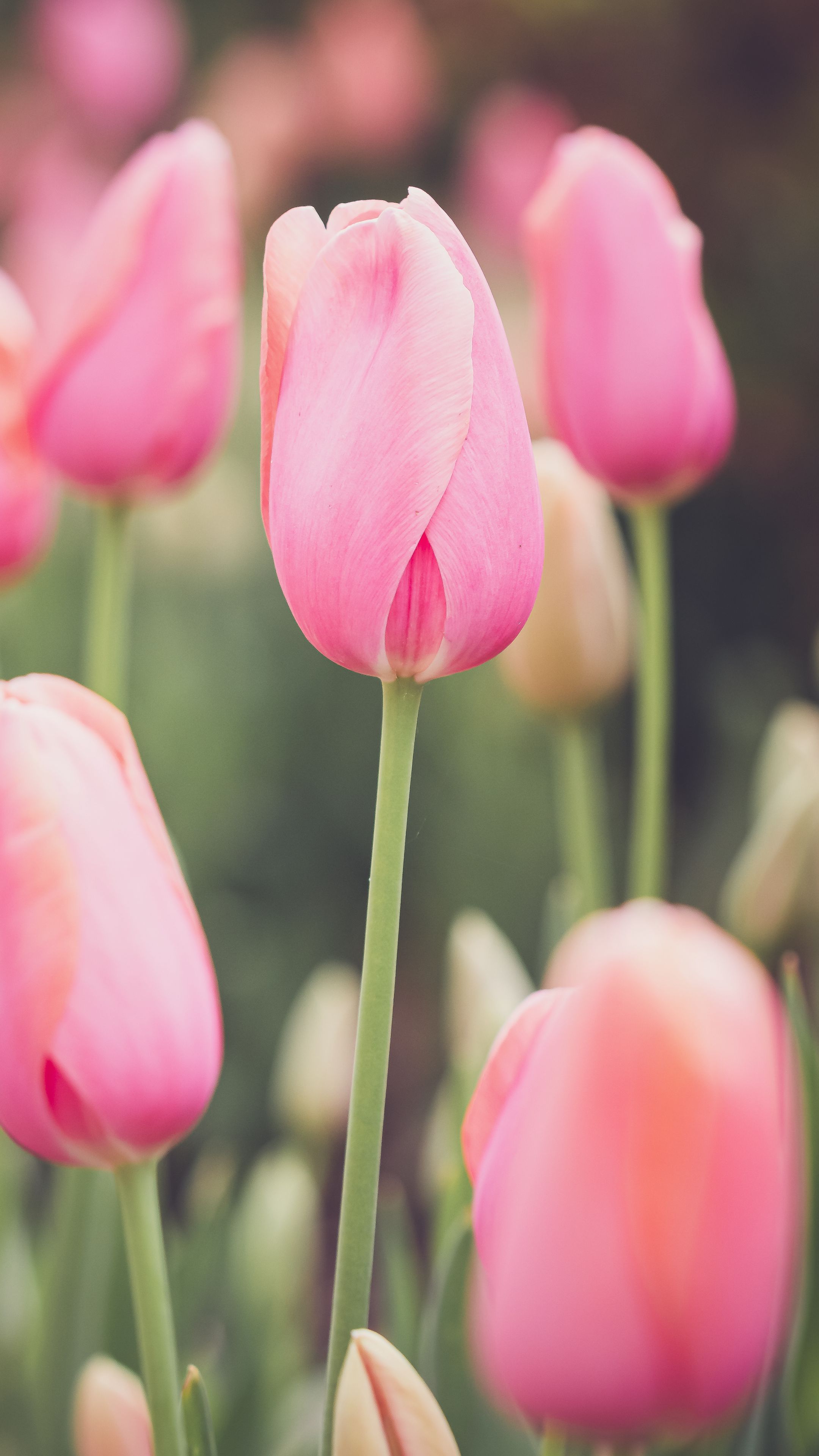 2160x3840 Wallpaper tulips, buds, petals, flowers, pink