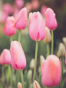 Preview wallpaper tulips, buds, petals, flowers, pink