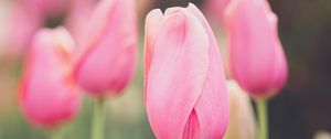 Preview wallpaper tulips, buds, petals, flowers, pink