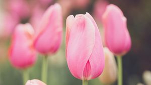 Preview wallpaper tulips, buds, petals, flowers, pink