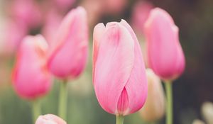 Preview wallpaper tulips, buds, petals, flowers, pink