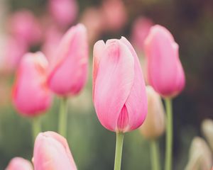 Preview wallpaper tulips, buds, petals, flowers, pink