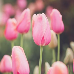 Preview wallpaper tulips, buds, petals, flowers, pink