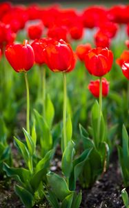 Preview wallpaper tulips, buds, petals, flowers, red