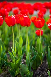 Preview wallpaper tulips, buds, petals, flowers, red