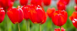 Preview wallpaper tulips, buds, petals, flowers, red