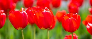 Preview wallpaper tulips, buds, petals, flowers, red