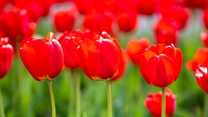 Preview wallpaper tulips, buds, petals, flowers, red