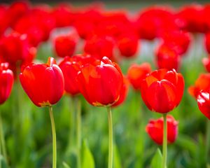 Preview wallpaper tulips, buds, petals, flowers, red