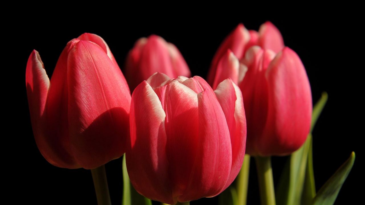 Wallpaper tulips, buds, spring, close-up, black background