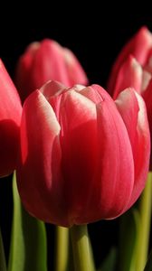 Preview wallpaper tulips, buds, spring, close-up, black background