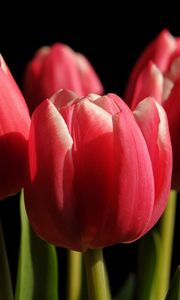 Preview wallpaper tulips, buds, spring, close-up, black background