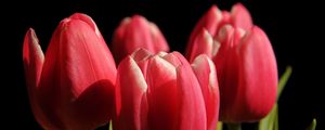 Preview wallpaper tulips, buds, spring, close-up, black background