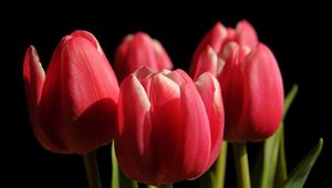 Preview wallpaper tulips, buds, spring, close-up, black background