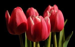 Preview wallpaper tulips, buds, spring, close-up, black background