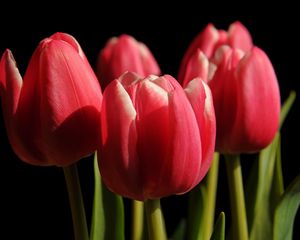 Preview wallpaper tulips, buds, spring, close-up, black background