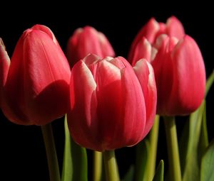 Preview wallpaper tulips, buds, spring, close-up, black background