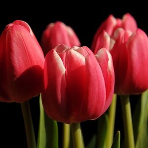 Preview wallpaper tulips, buds, spring, close-up, black background