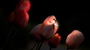Preview wallpaper tulips, butterfly, glow, flowers, night