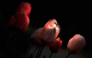 Preview wallpaper tulips, butterfly, glow, flowers, night