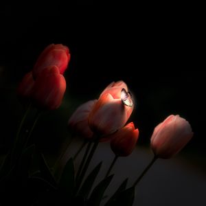 Preview wallpaper tulips, butterfly, glow, flowers, night