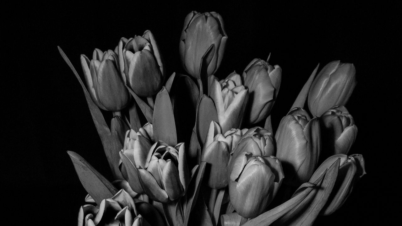 Wallpaper tulips, bw, bouquet