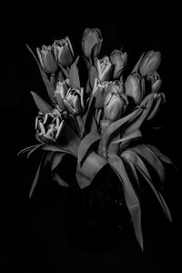 Preview wallpaper tulips, bw, bouquet