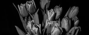 Preview wallpaper tulips, bw, bouquet