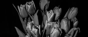 Preview wallpaper tulips, bw, bouquet