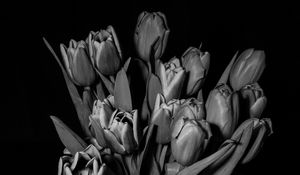 Preview wallpaper tulips, bw, bouquet