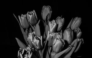 Preview wallpaper tulips, bw, bouquet