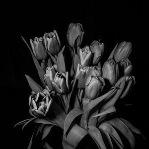 Preview wallpaper tulips, bw, bouquet